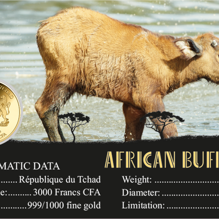 African Buffalo Gold Coin Card