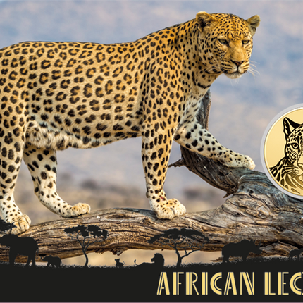 African Leopard Gold Coin Card