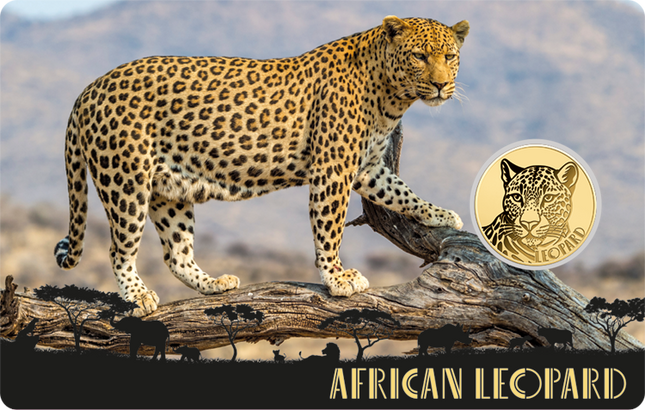African Leopard Gold Coin Card