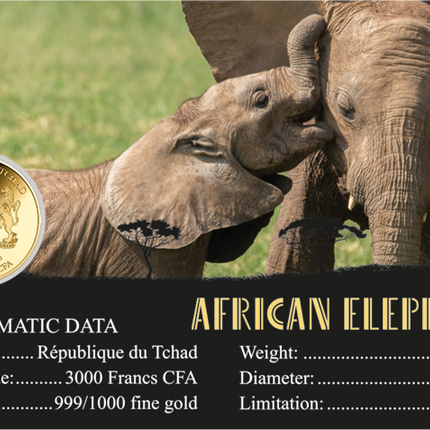 African Elephant Gold Coin Card