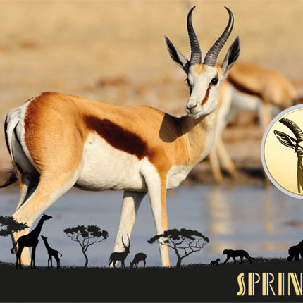 Springbok Gold Coincard