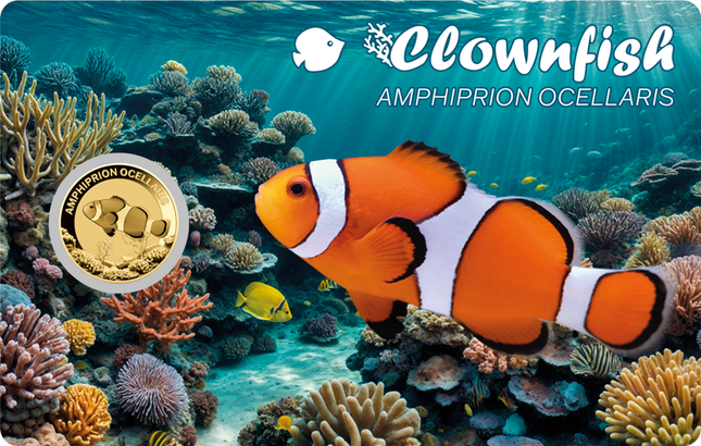 Clownfish Gold Coincard
