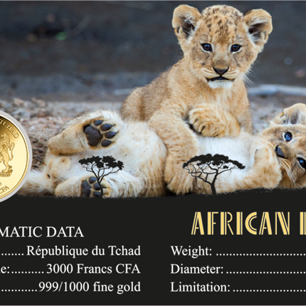 African Lion Gold Coin Card