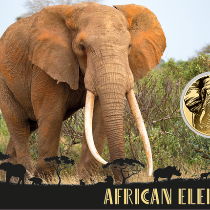 African Elephant Gold Coin Card