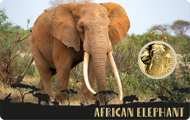 African Elephant Gold Coin Card