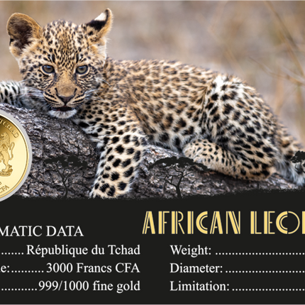 African Leopard Gold Coin Card